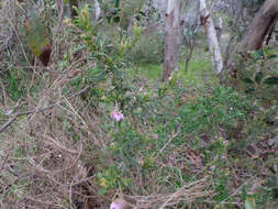 Image of Thomasia petalocalyx F. Müll.