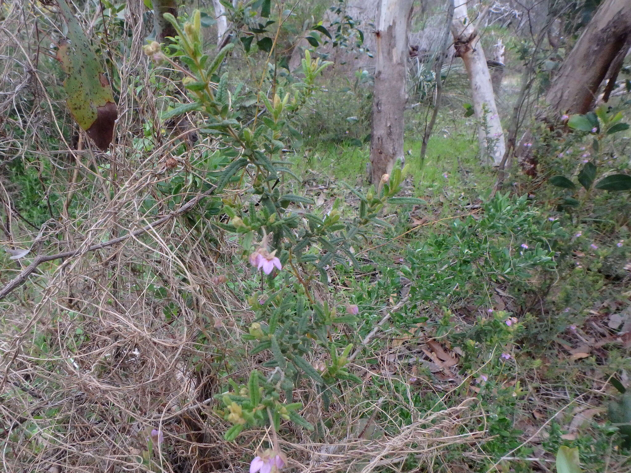 Image of Thomasia petalocalyx F. Müll.