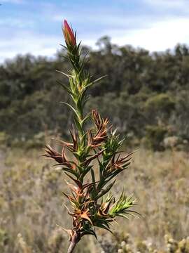 Image of Cosmelia rubra R. Br.