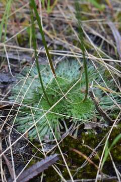 Image of Stylidium hispidum Lindley