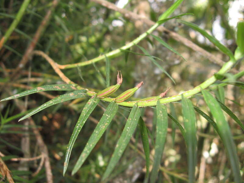 Image of Maxillaria graminifolia (Kunth) Rchb. fil.