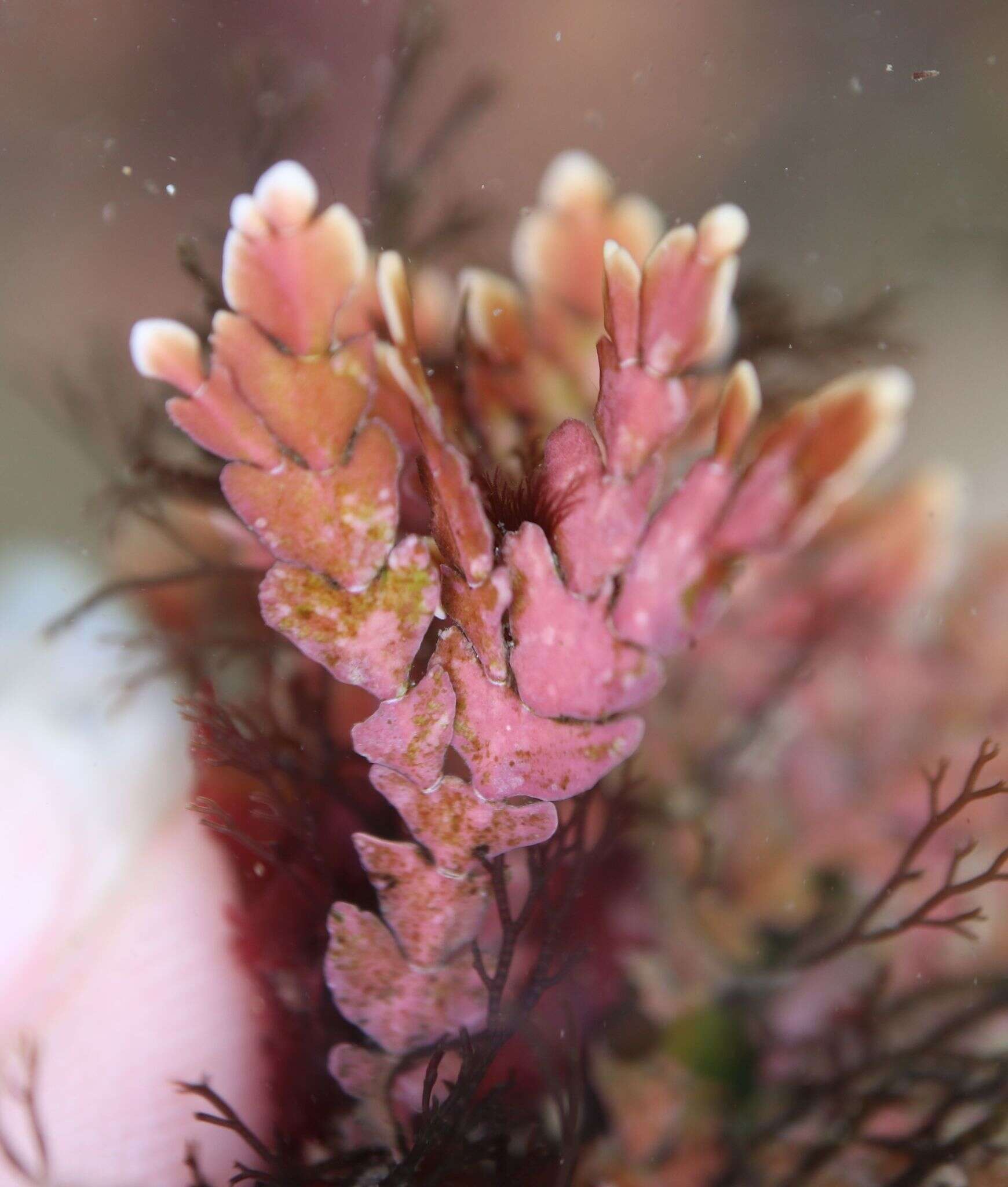 Image of Bossiella orbigniana