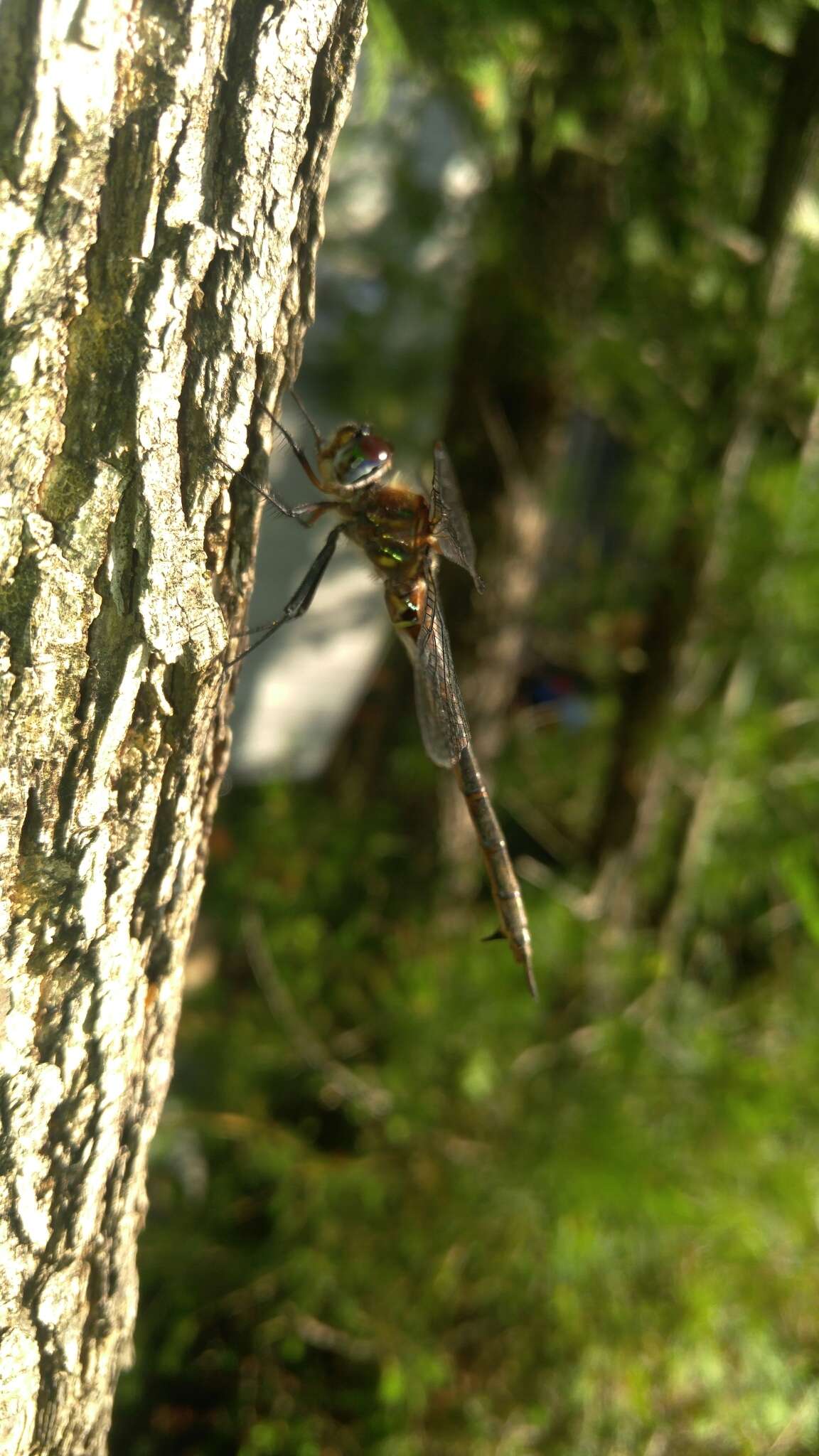 Image of Williamson's Emerald