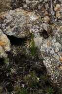 Image de Pterostylis saxosa