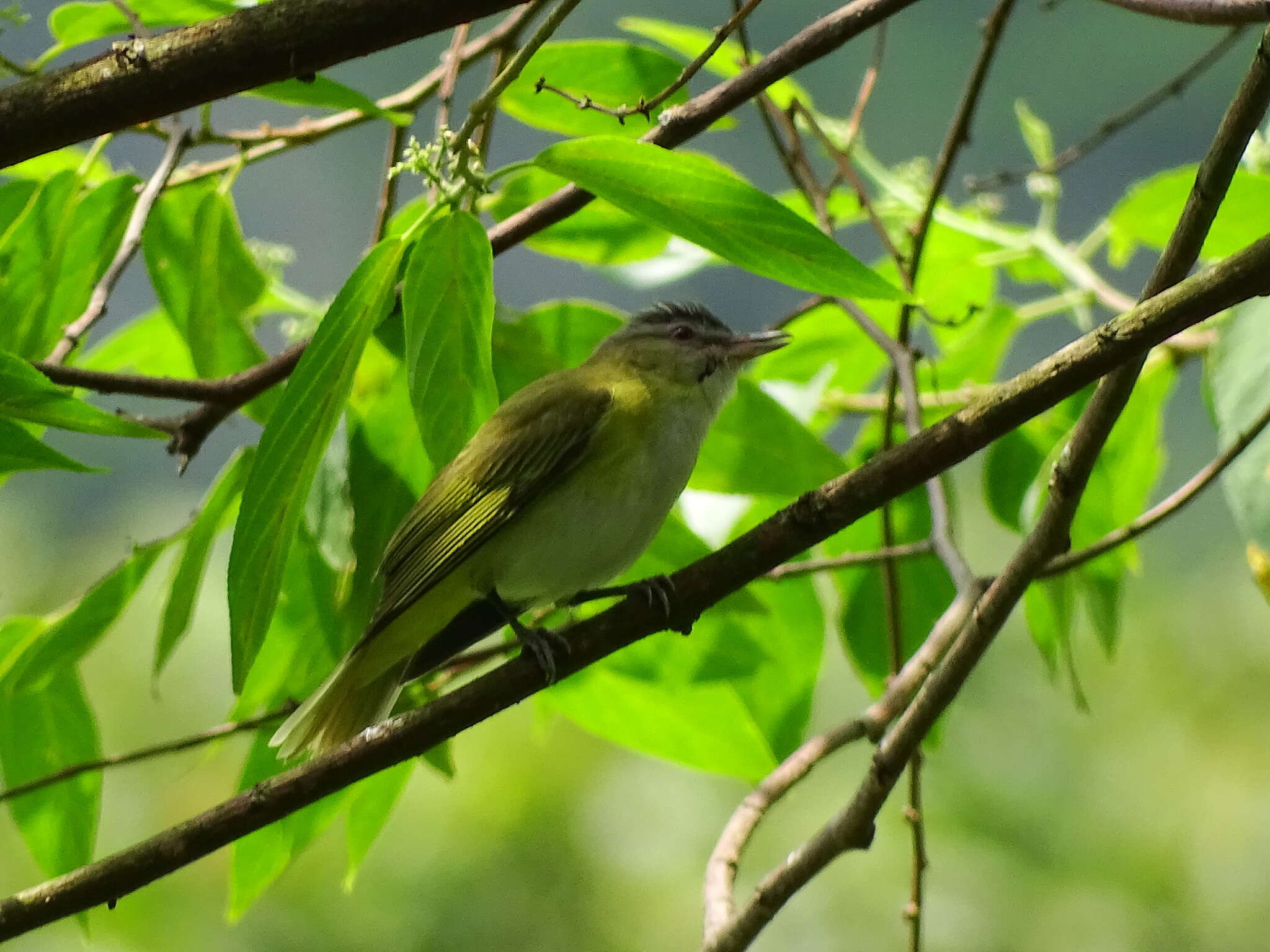 Слика од Vireo flavoviridis (Cassin 1851)