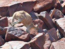 Image of Red kangaroo