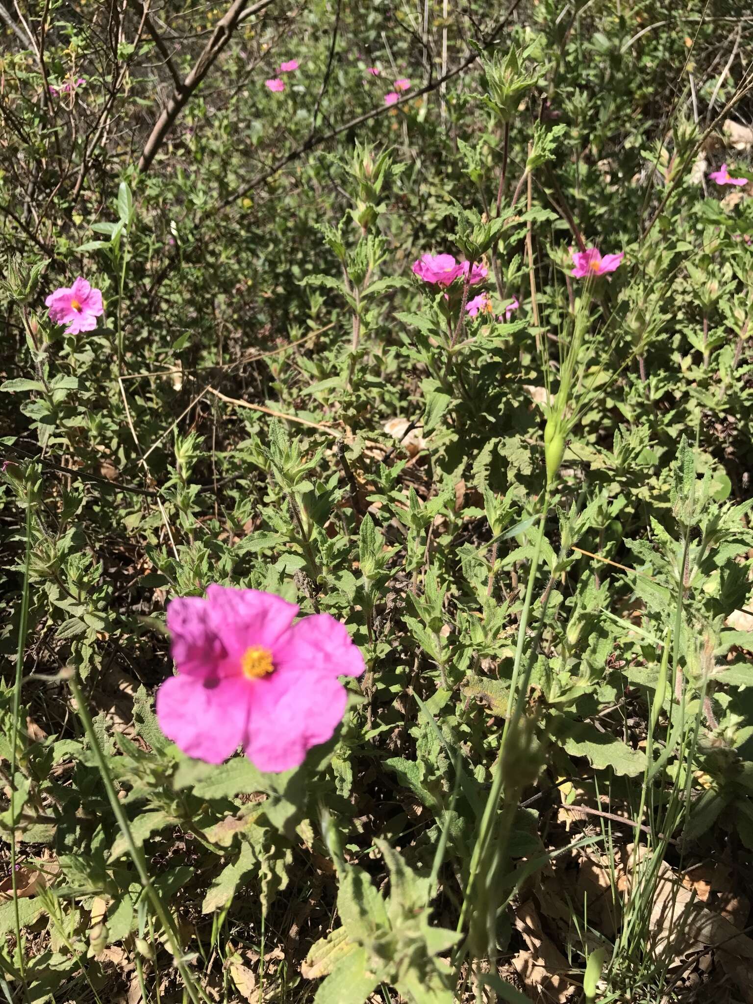 Image of Cistus crispus L.