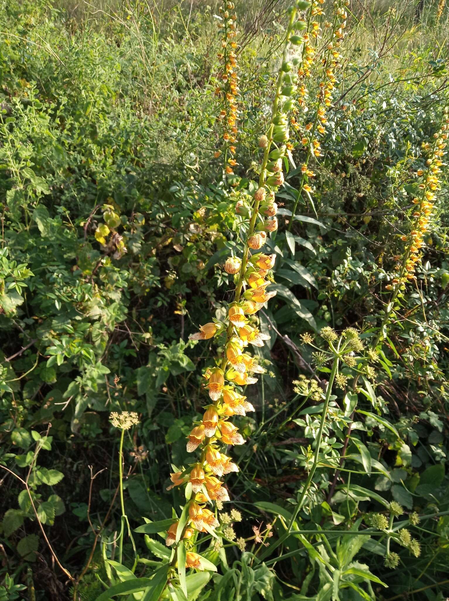 Imagem de Digitalis laevigata subsp. graeca (Ivanina) Werner