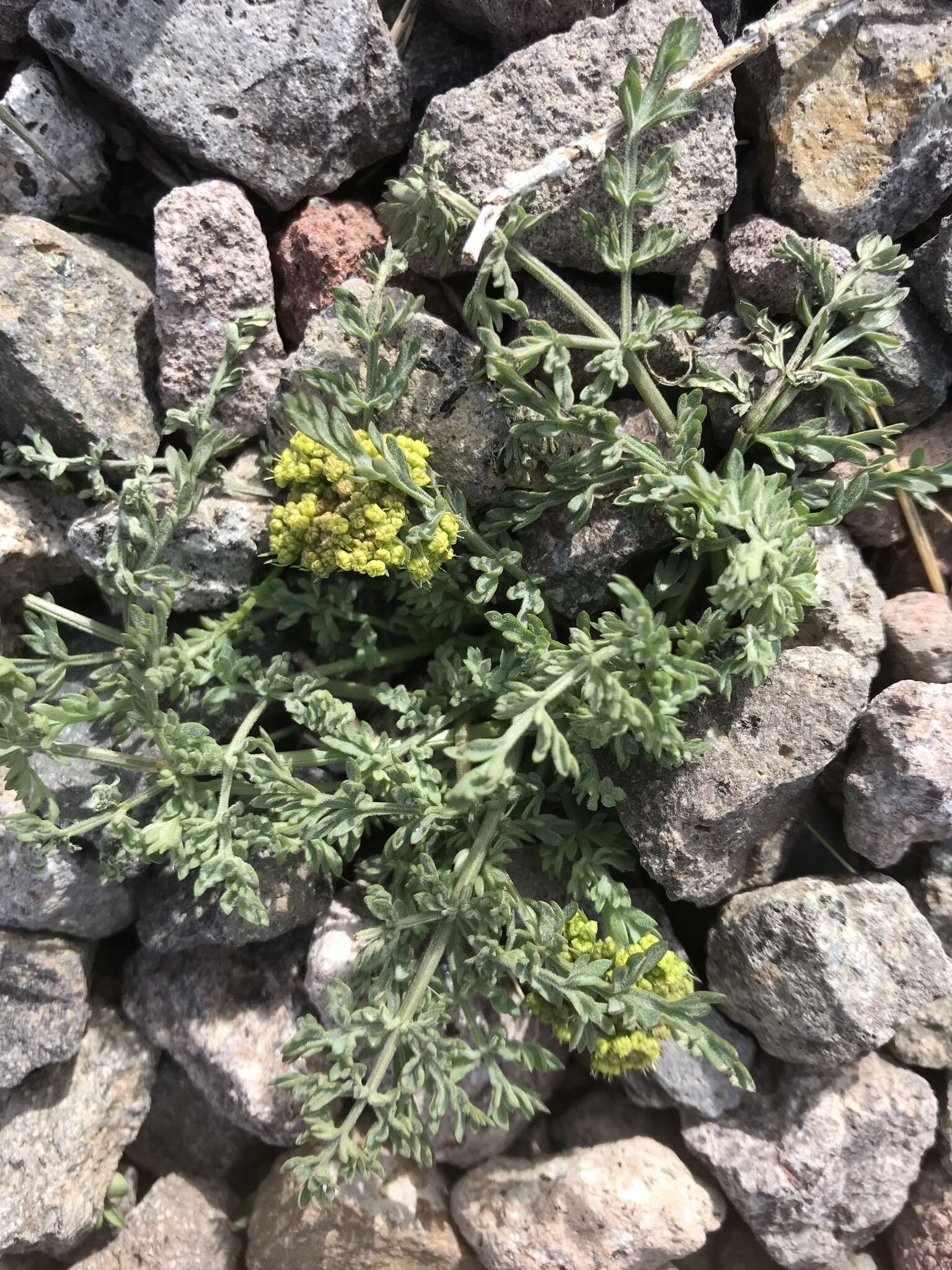 Слика од Lomatium austiniae (Coult. & Rose) Coult. & Rose