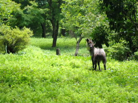 Image of Japanese Serow