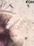 Image of Proliferodiscus pulveraceus (Alb. & Schwein.) Baral 1985