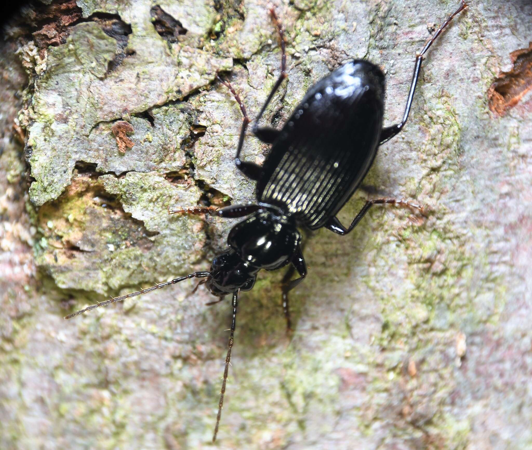 Platynus (Platynus) decentis (Say 1823) resmi