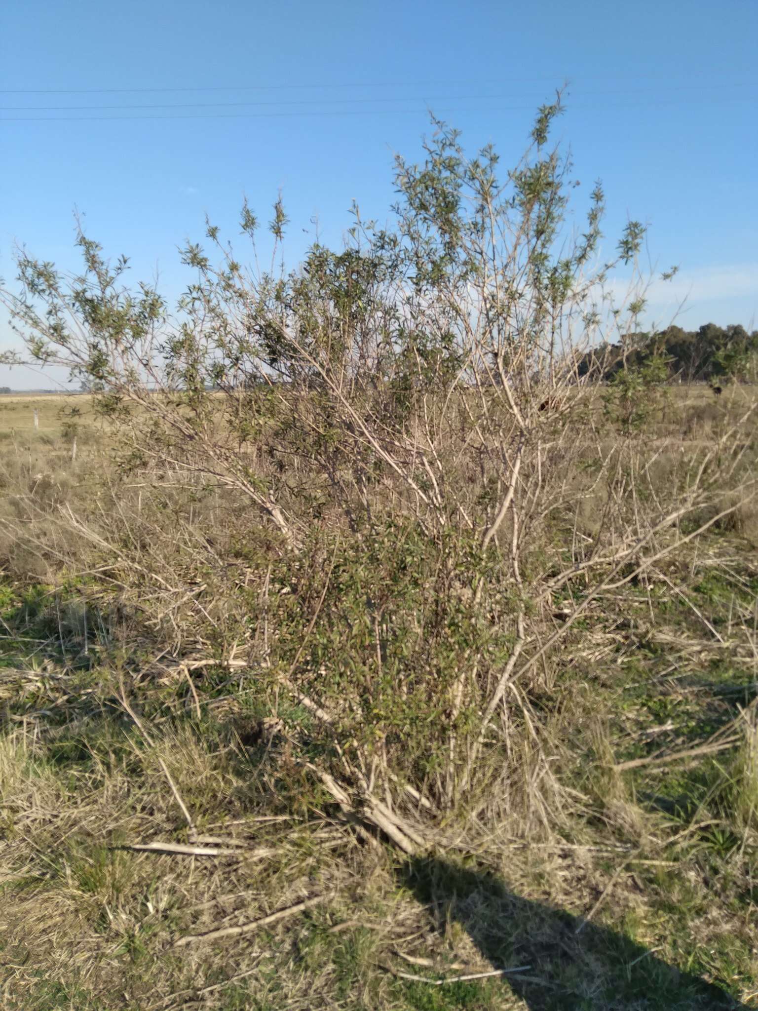 Image of Baccharis punctulata DC.