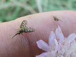 Imagem de Poecilognathus punctipennis (Walker 1849)