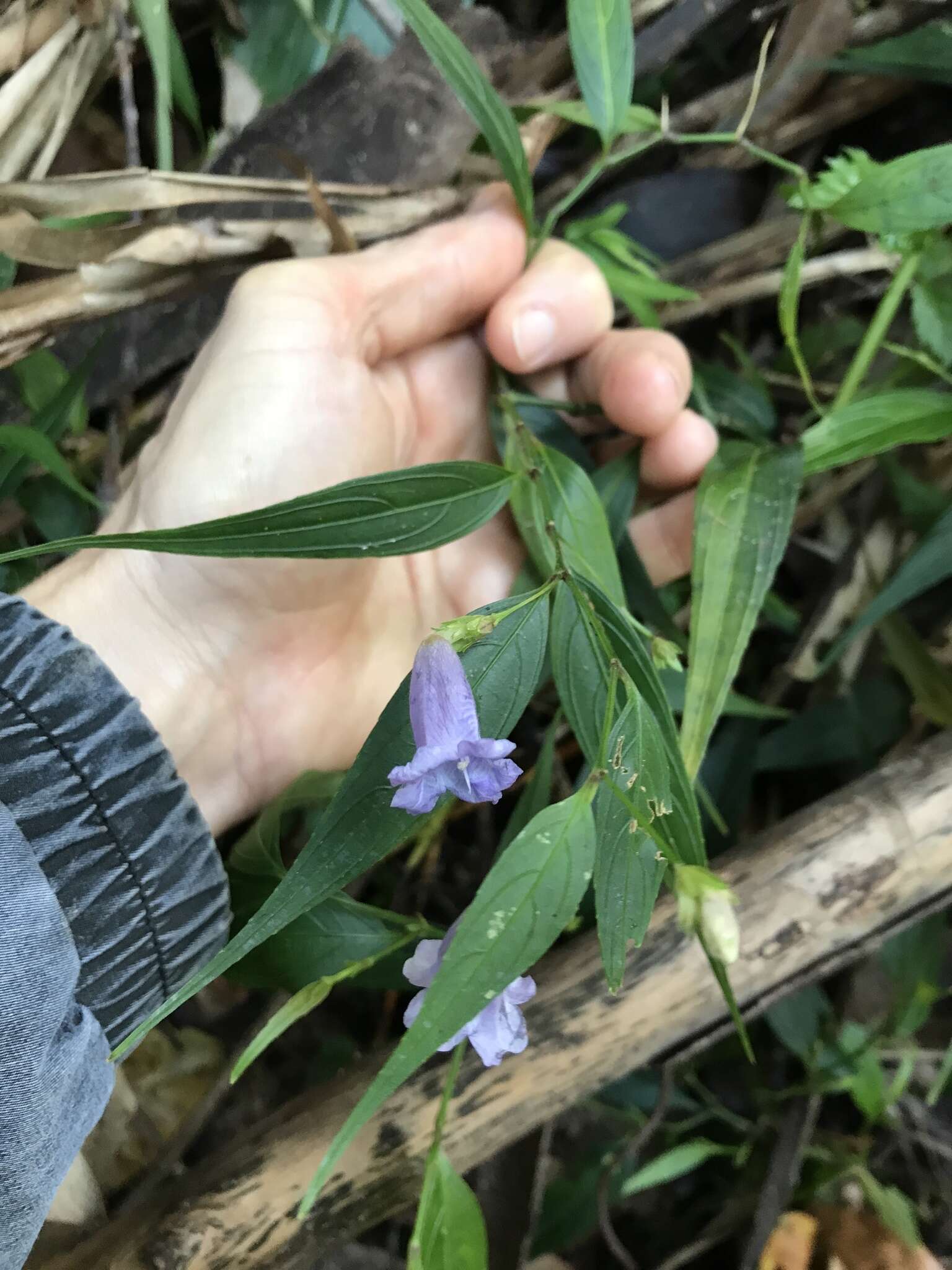 Imagem de Strobilanthes persicifolia (Lindl.) J. R. I. Wood