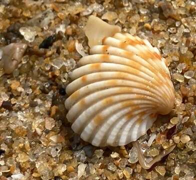 Cardites bicolor (Lamarck 1819) resmi