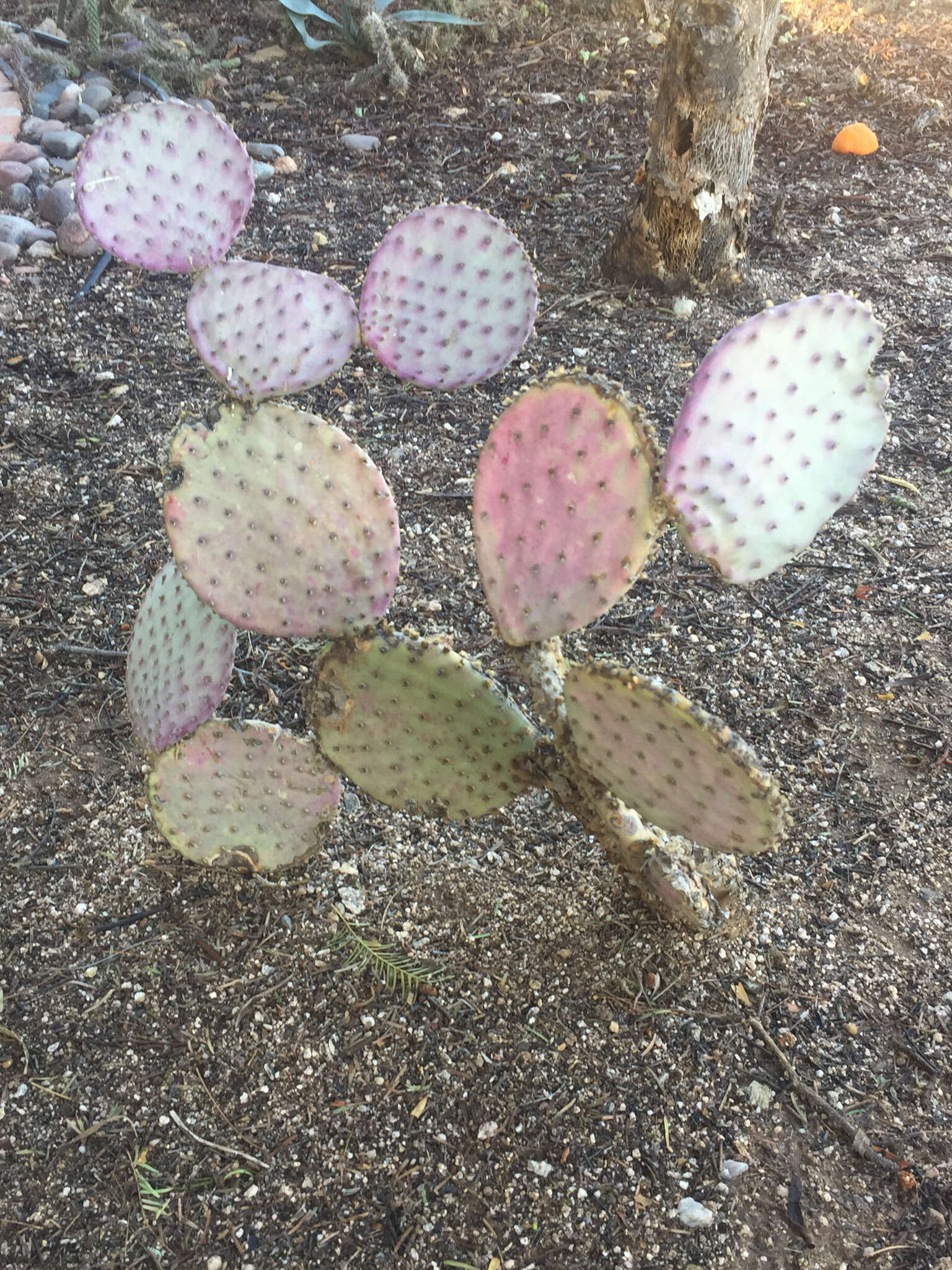 Sivun Opuntia santa-rita (Griffiths & Hare) Rose kuva