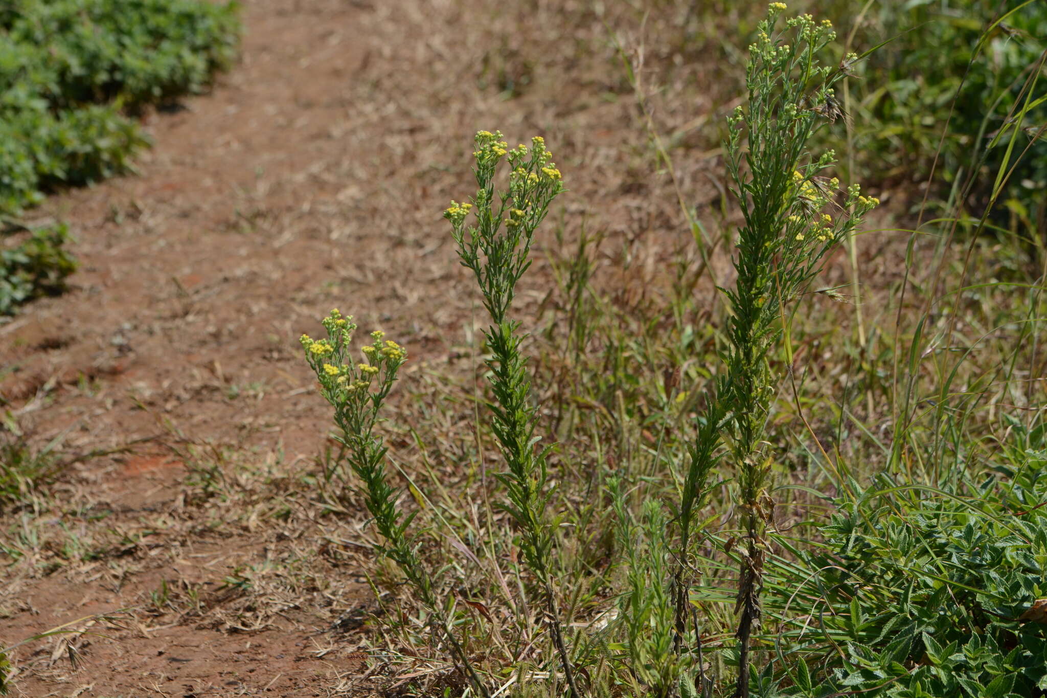 Image of Conyza stricta Willd.