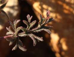 Image of Pelargonium caucalifolium subsp. caucalifolium