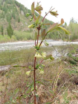 Image de Lonicera caerulea subsp. altaica (Pall.) Gladkova