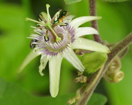 Слика од Passiflora sexflora A. Juss.