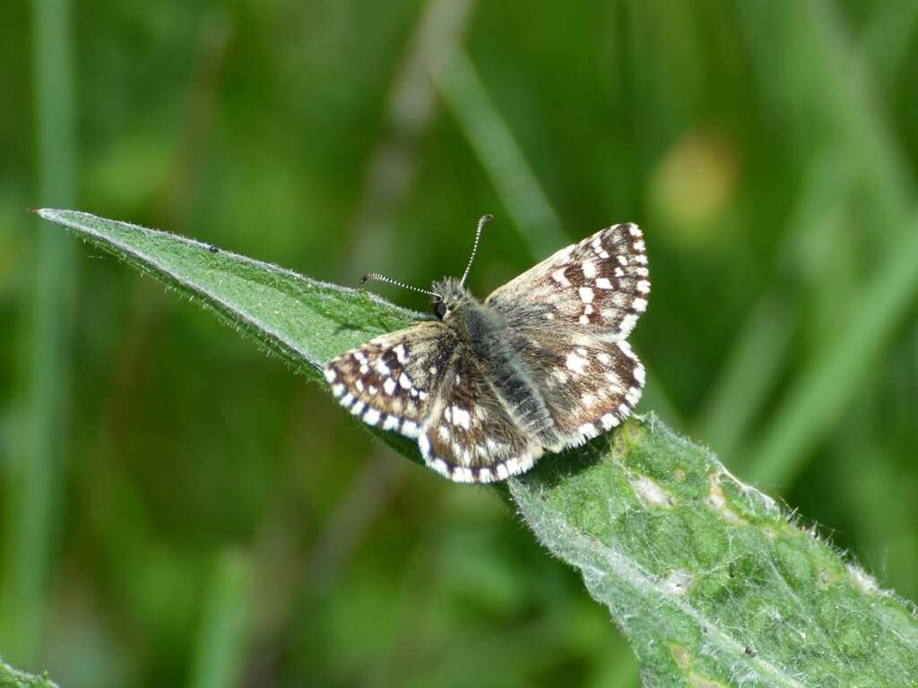 Image of Grizzled skipper