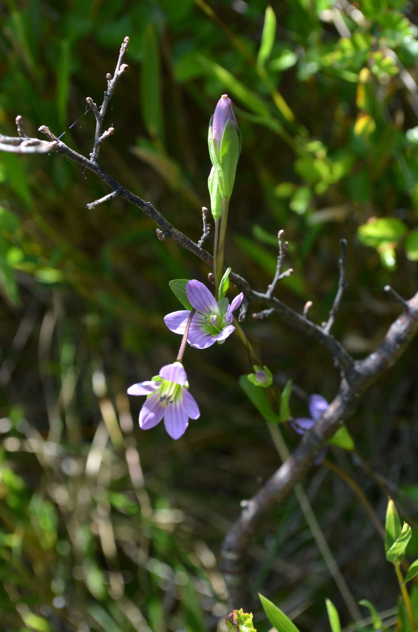 Image of Gentianella magellanica (Gaudich.) Fabris