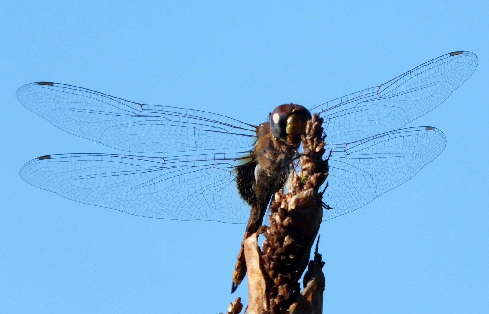 Tramea limbata (Desjardins 1835) resmi