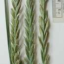 Image of Elymus repens subsp. repens