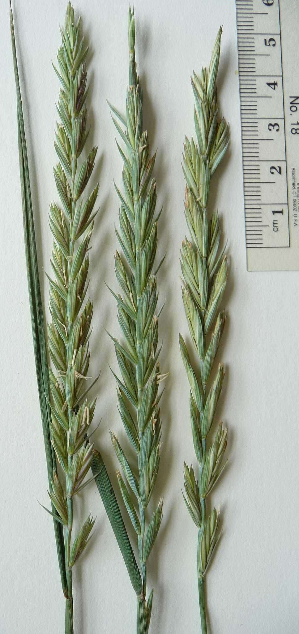 Image of Elymus repens subsp. repens