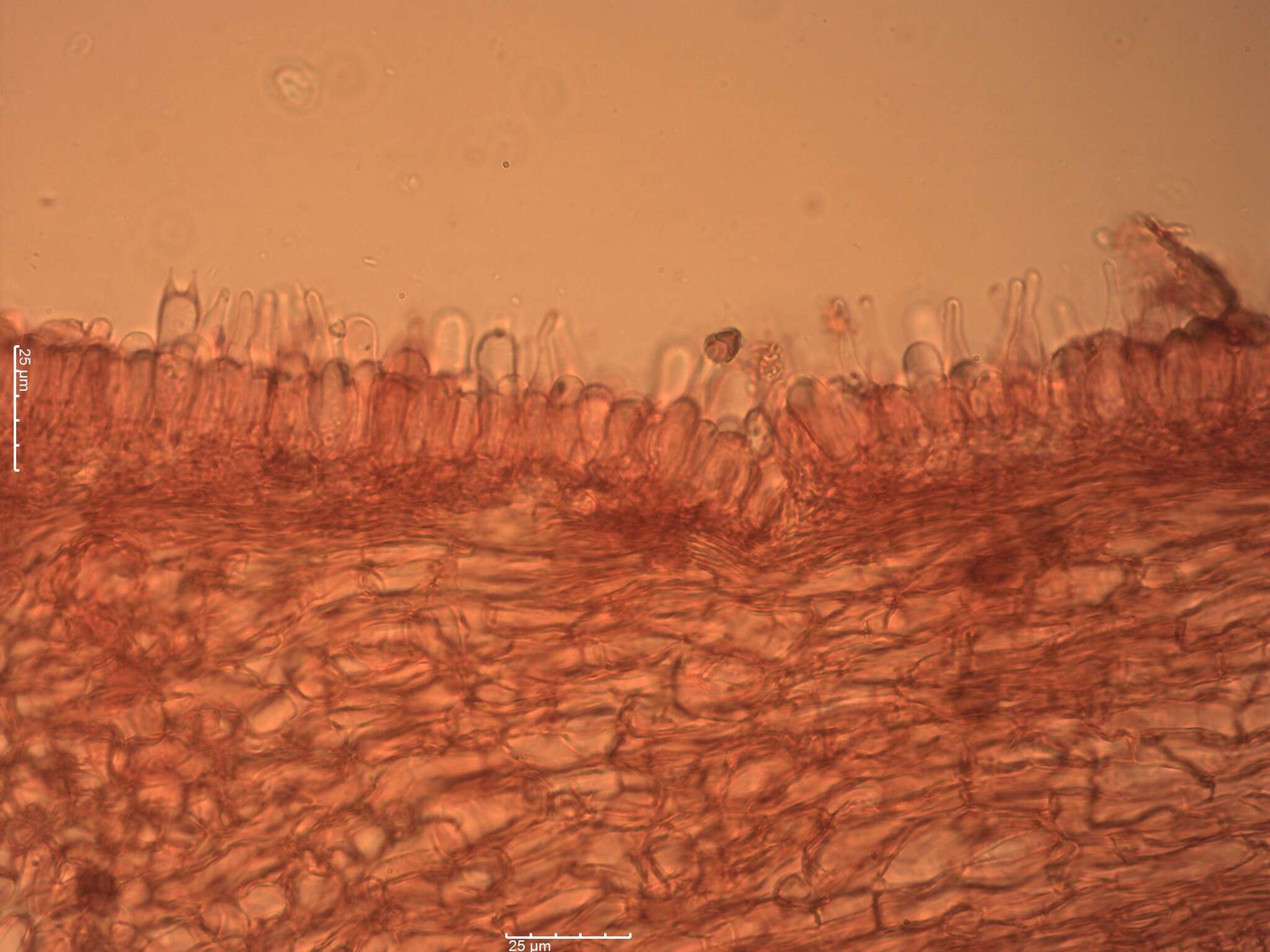 Image of Psilocybe aztecorum R. Heim 1957