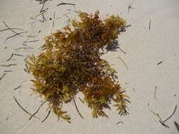 Image of gulf weed