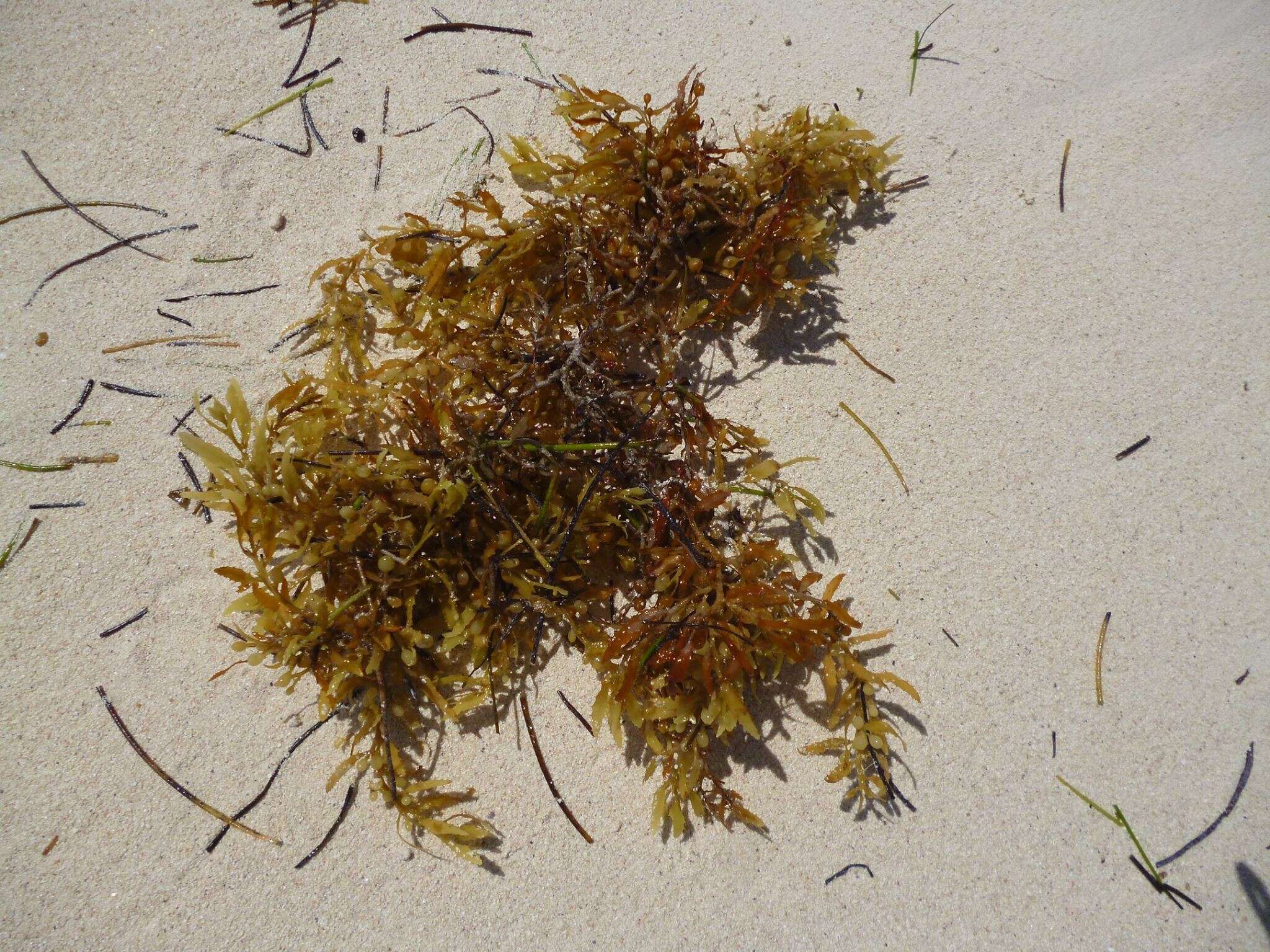 Слика од Sargassum natans