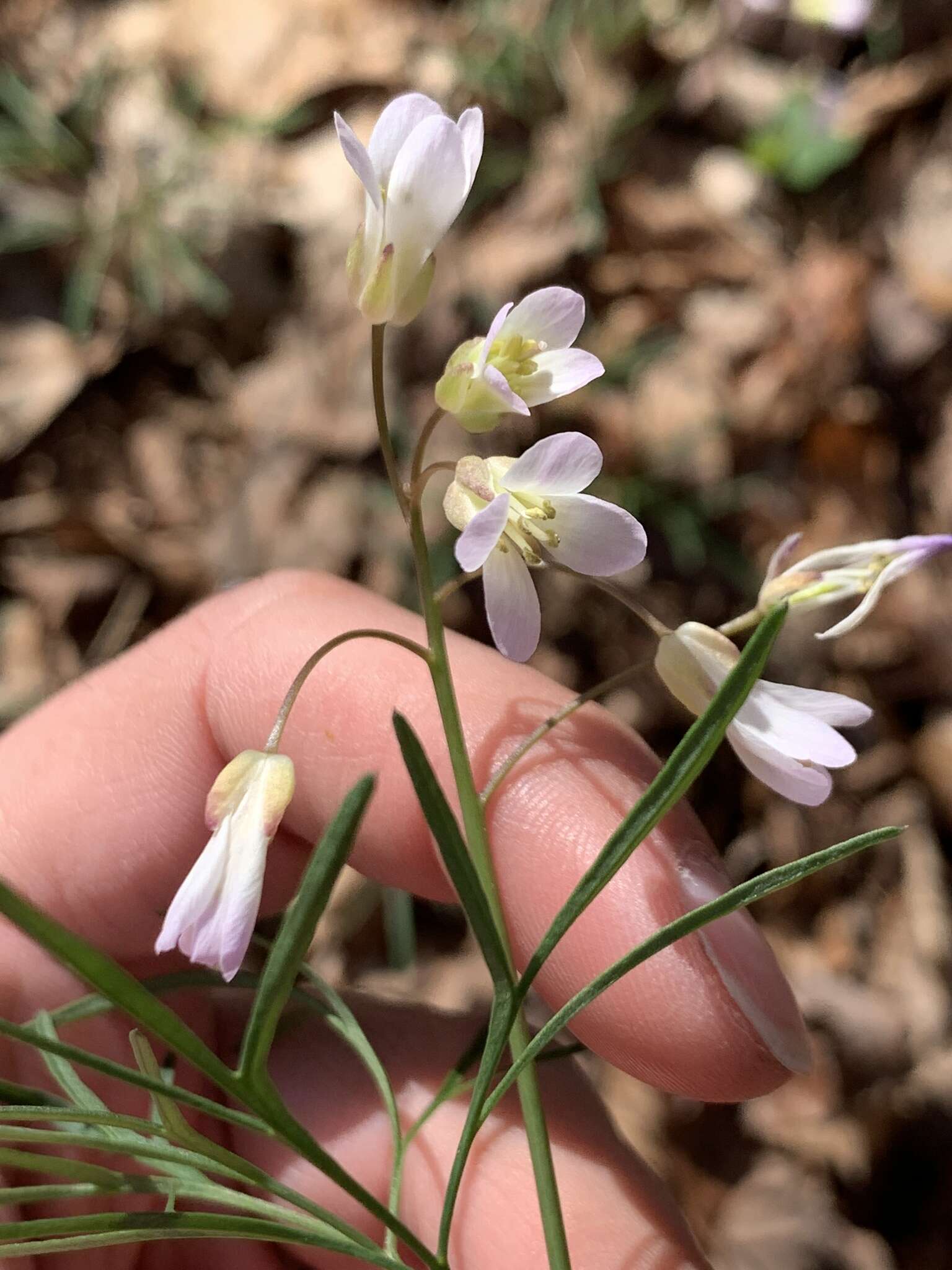 Image de Cardamine dissecta (Leavenw.) Al-Shehbaz