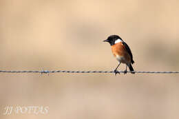 صورة Saxicola torquatus stonei Bowen 1931