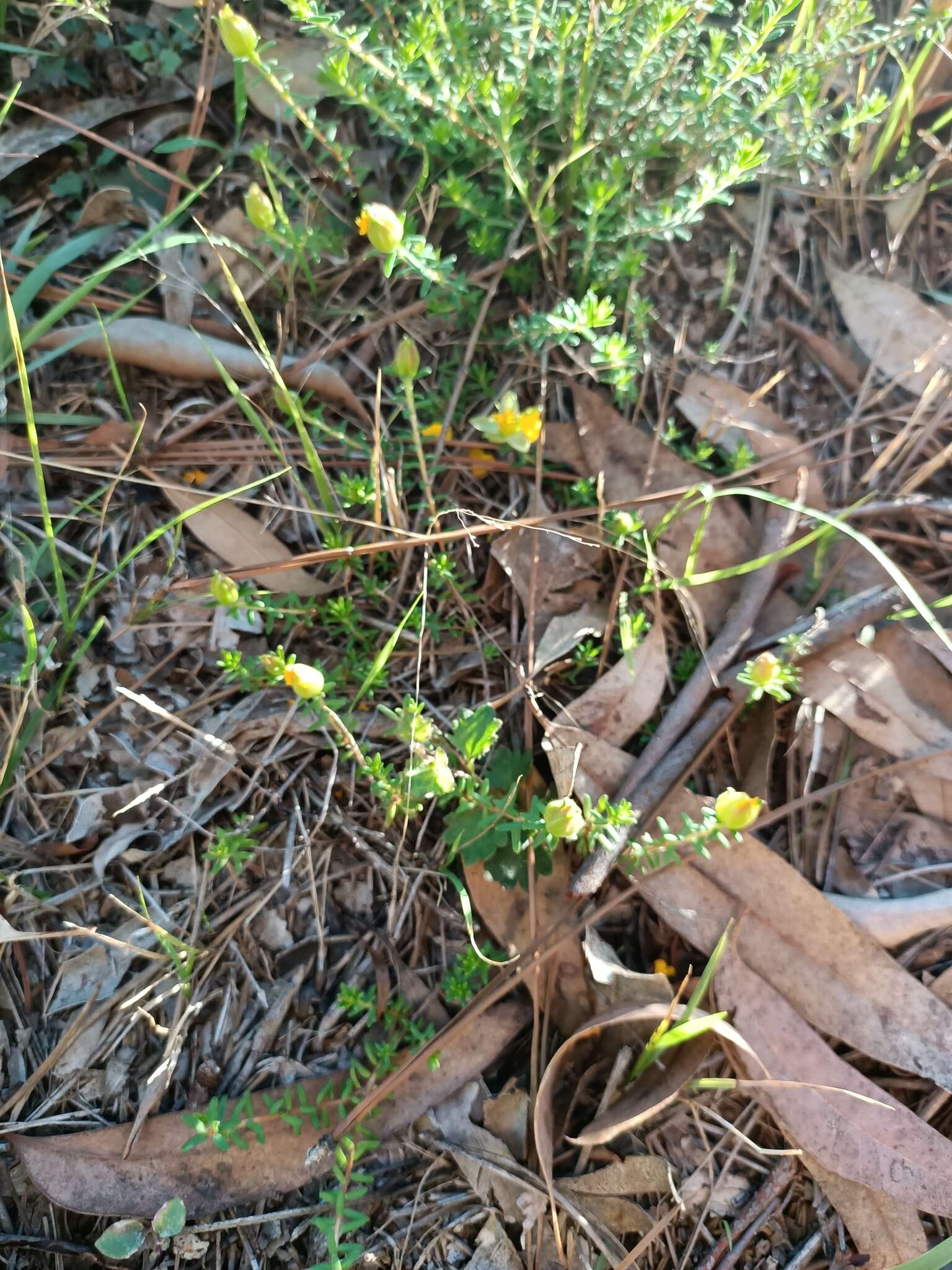 Image of Hibbertia vestita A. Cunn. ex Benth.