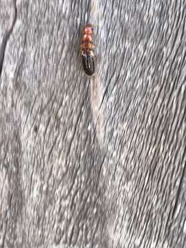 Image of Western Drywood Termite