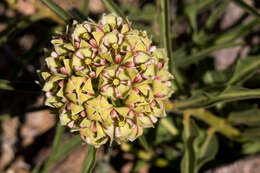 Image of spider milkweed