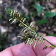 Слика од Cyperus tetragonus Elliott