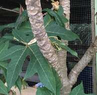 Image of Mountain papaya