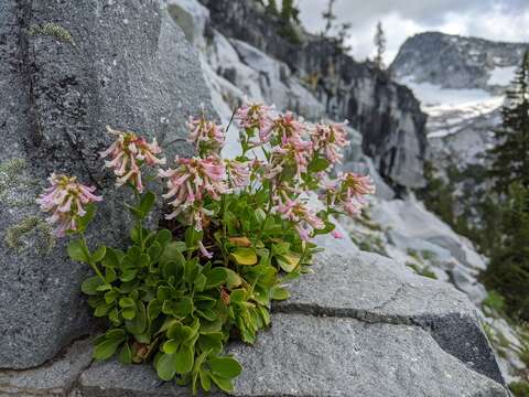 Image of Trinity penstemon