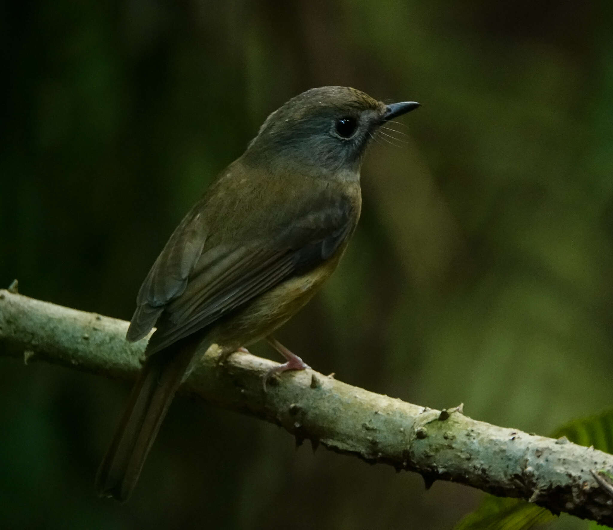 Image of Pale-chinned Blue Flycatcher