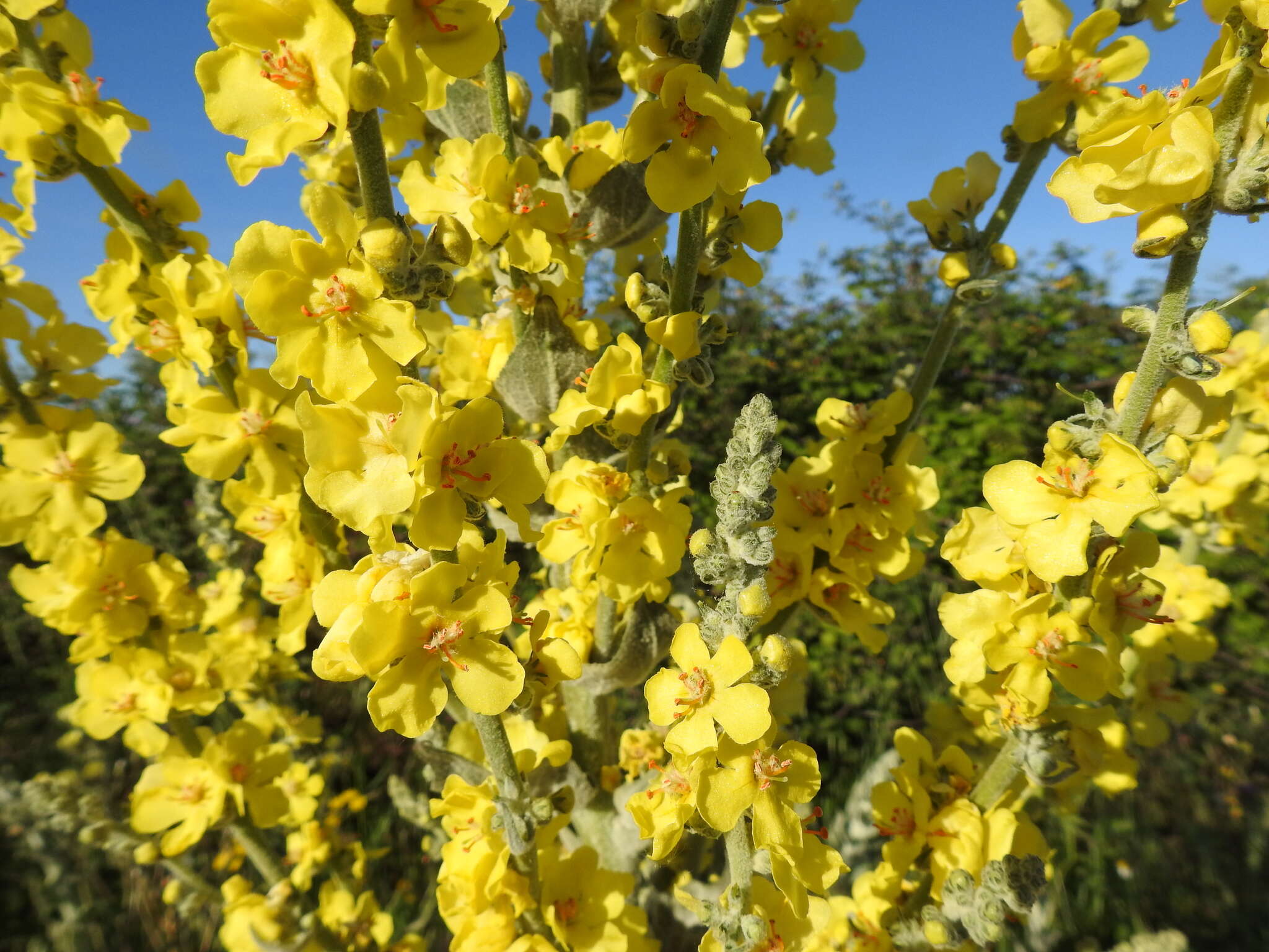 Image de Verbascum pulverulentum Vill.