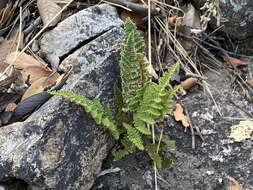 Image of beaded lipfern