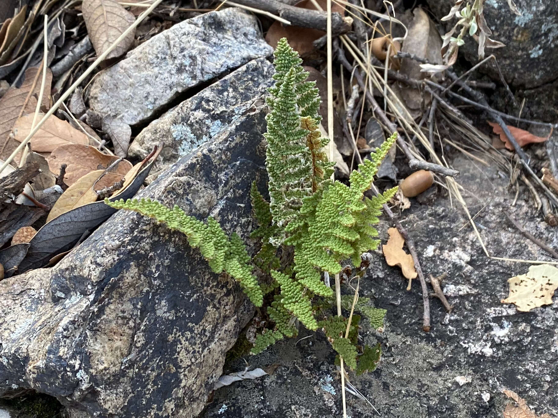 Image of beaded lipfern