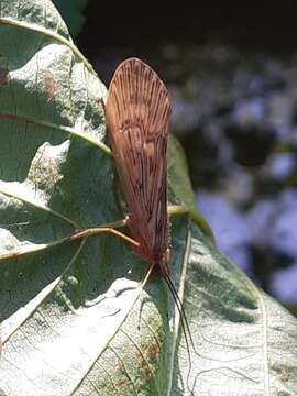 Imagem de Halesus radiatus (Curtis 1834)