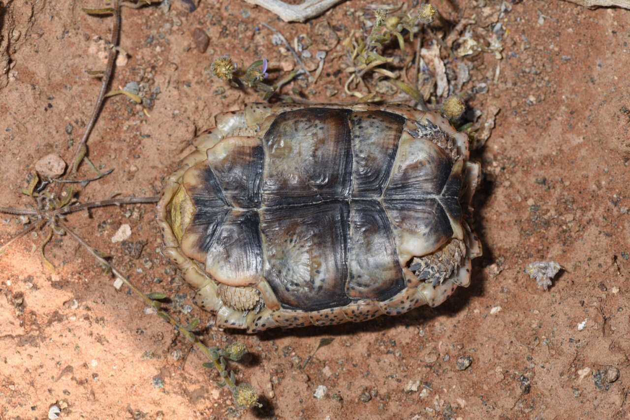 Image of Speckled tortoise