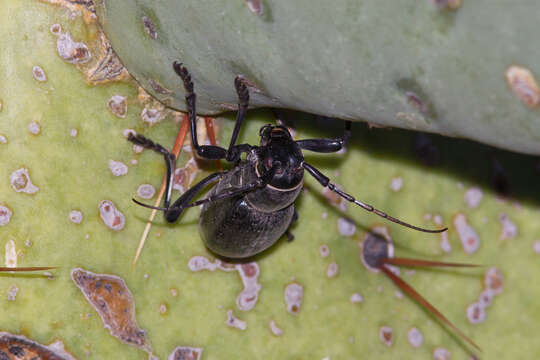 Image of Long-horned beetle