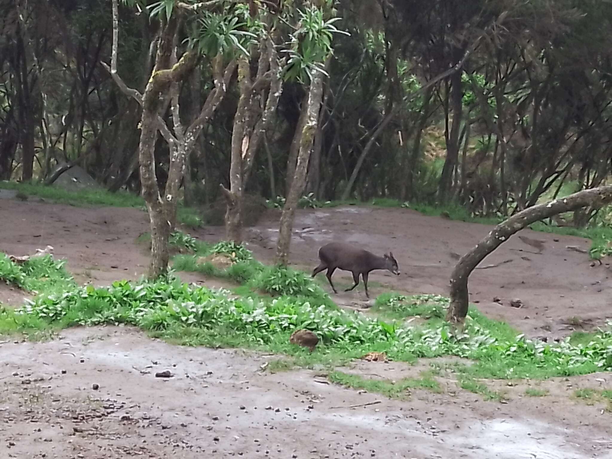 Image of Abbott's duiker