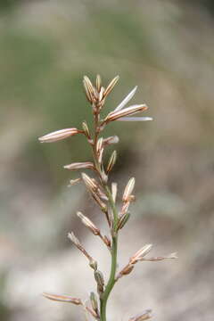 Image of Asphodeline tenuior (Fisch. ex M. Bieb.) Ledeb.